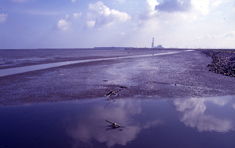彰化大肚溪口海岸濕地 柯金源